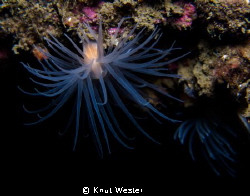 2 anemones by Knut Wester 
